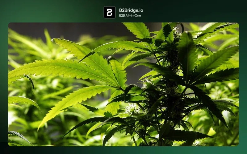 cbd wholesale europe b2bridge.io